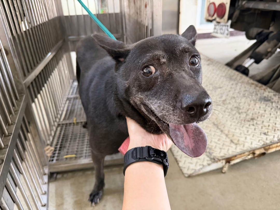 The dog, from the shelter's listing