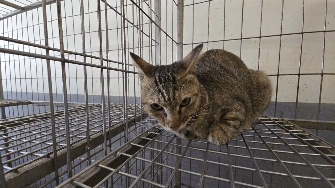 The cat, from the shelter's listing
