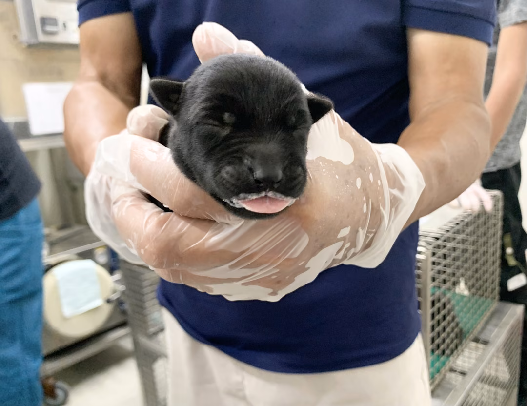 The dog, from the shelter's listing