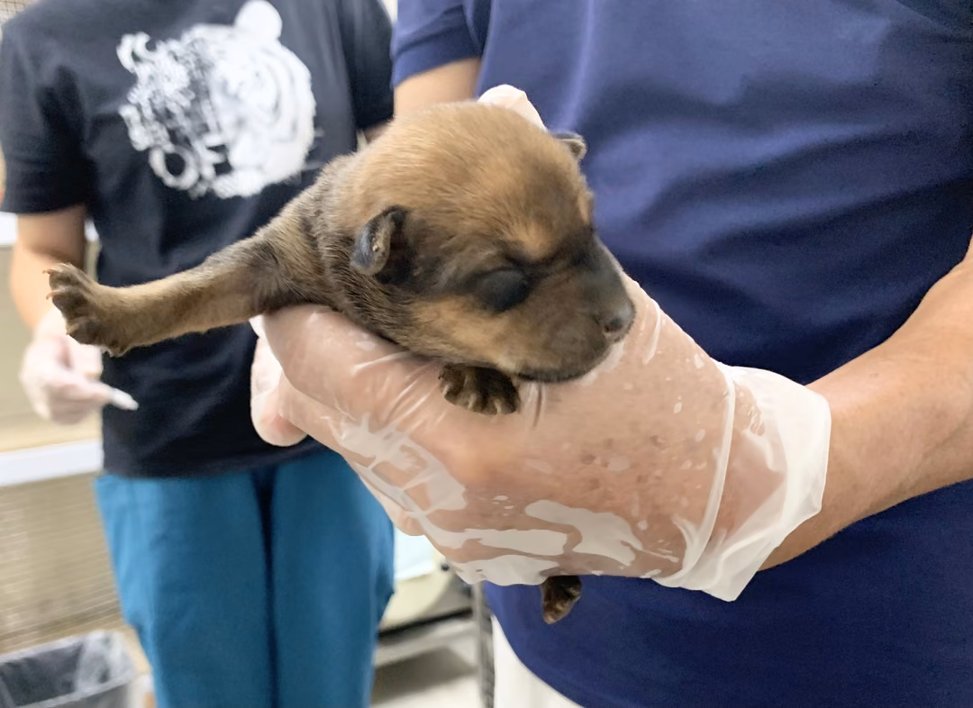The dog, from the shelter's listing