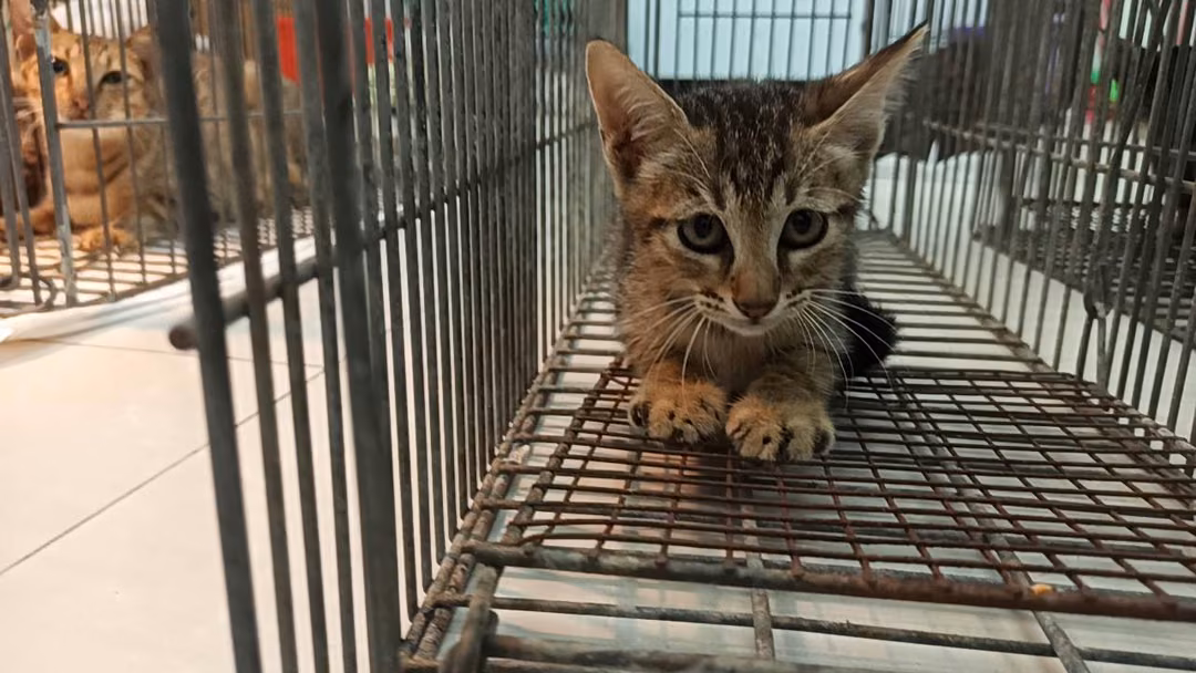 The cat, from the shelter's listing