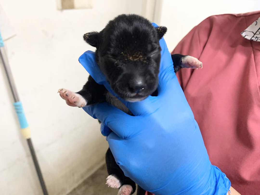 The dog, from the shelter's listing