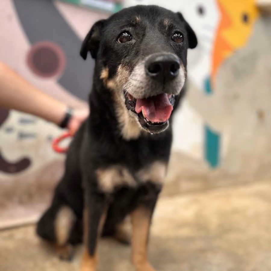 The dog, from the shelter's listing