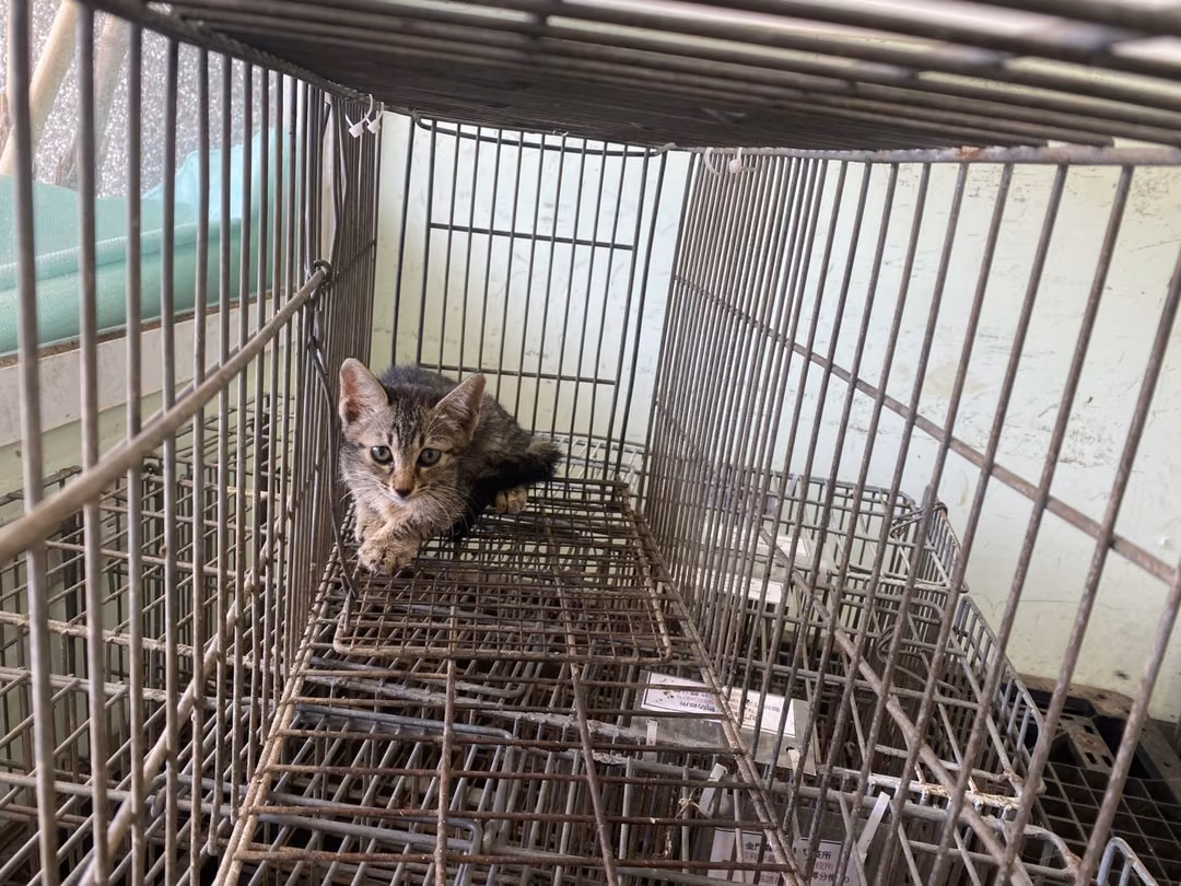 The cat, from the shelter's listing