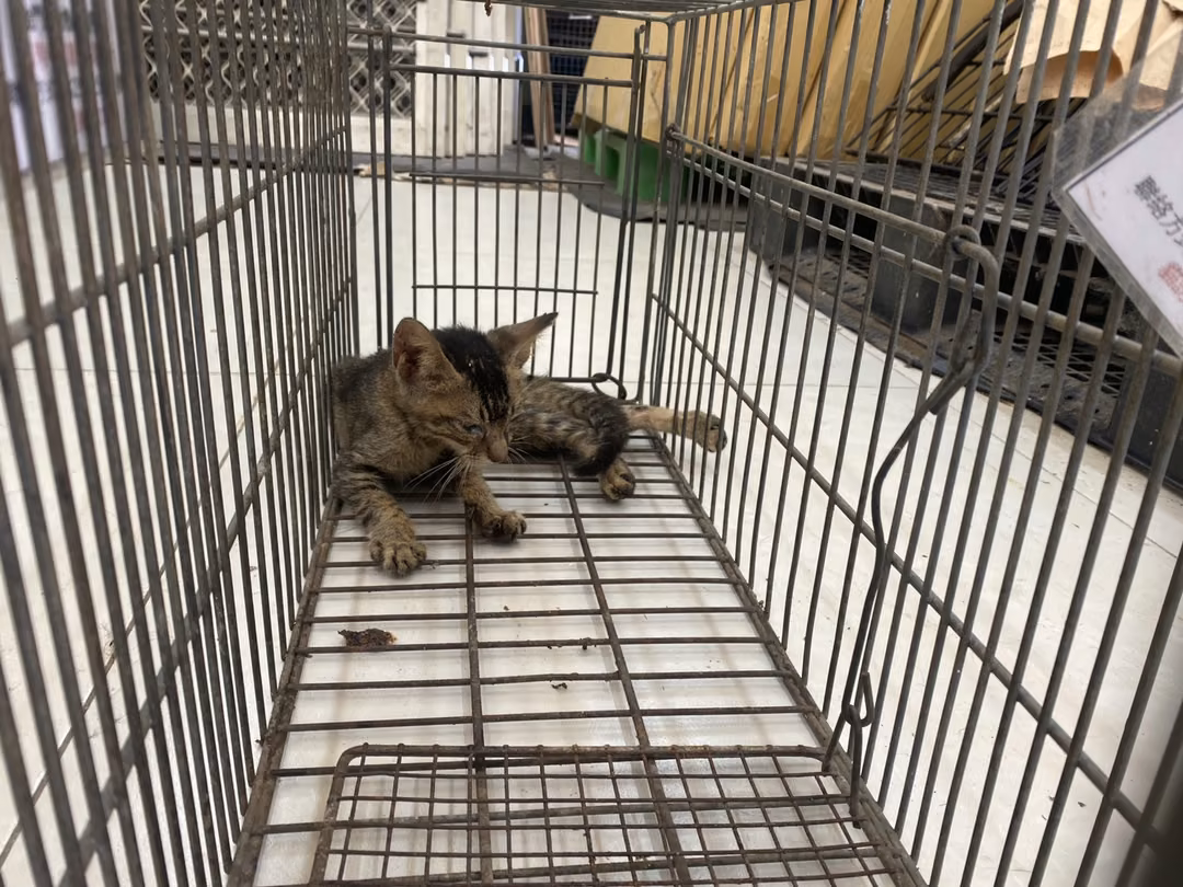 The cat, from the shelter's listing