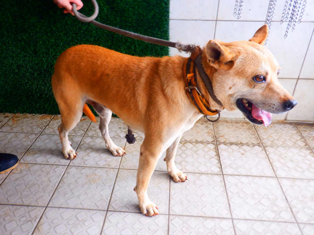 The dog, from the shelter's listing