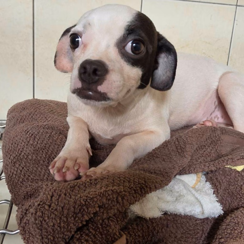 The dog, from the shelter's listing
