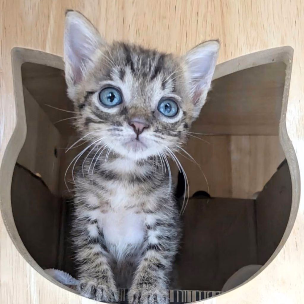 The cat, from the shelter's listing