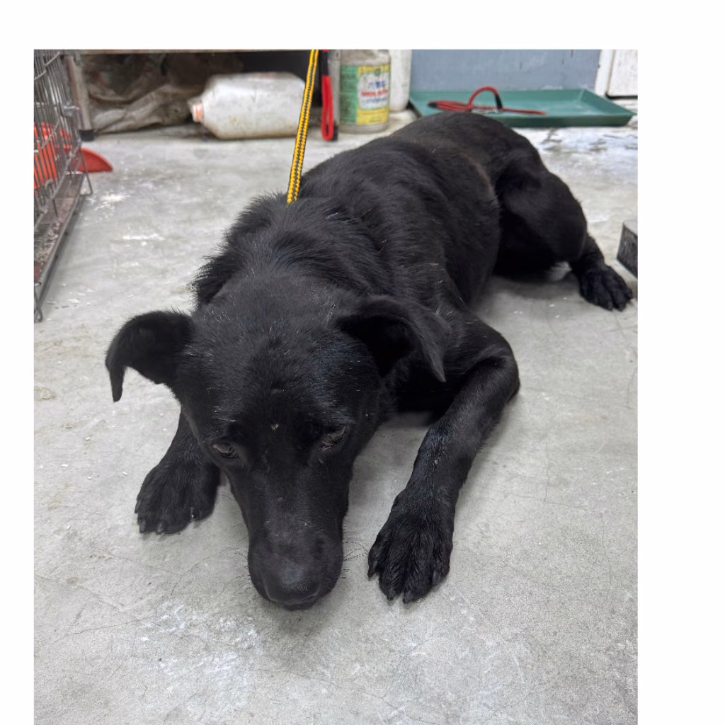 The dog, from the shelter's listing