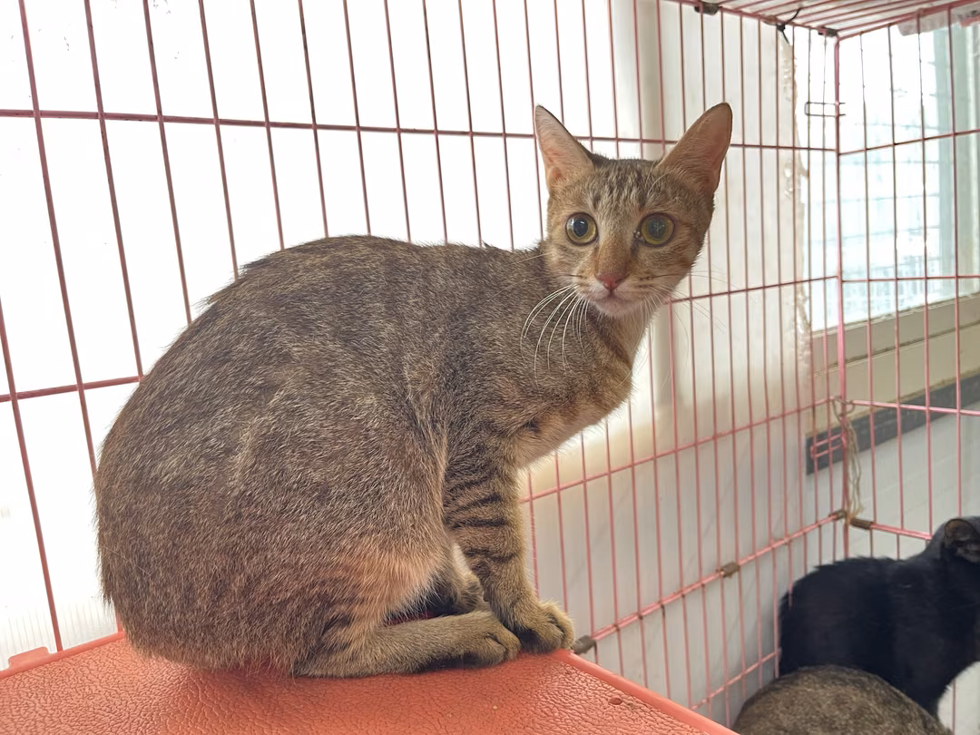 The cat, from the shelter's listing