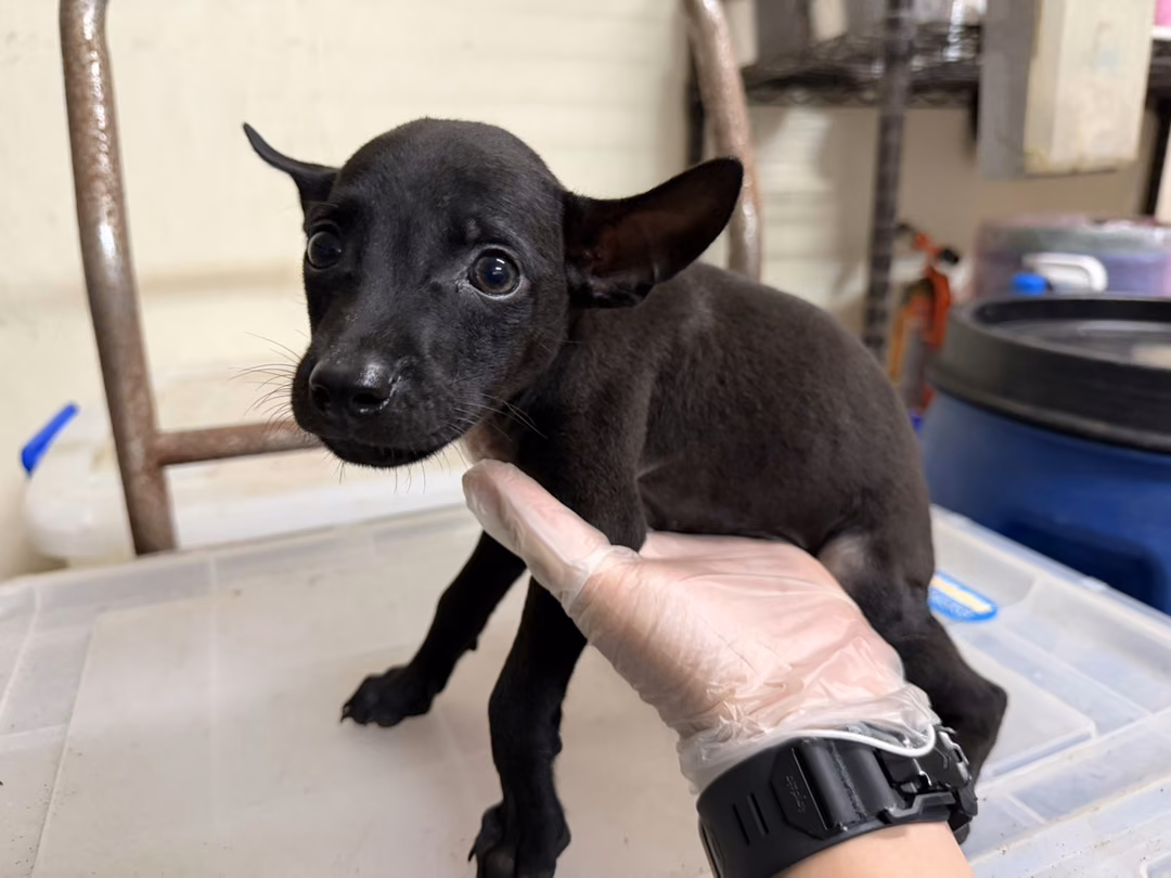 The dog, from the shelter's listing