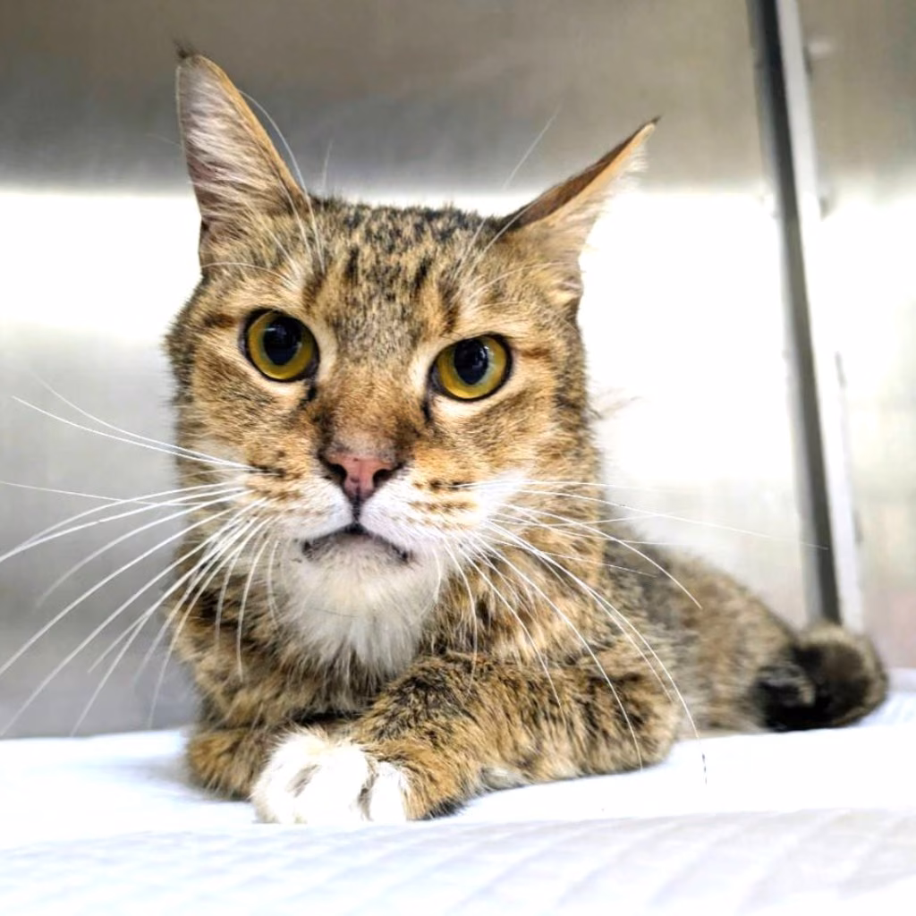 The cat, from the shelter's listing