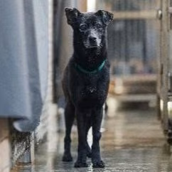 The dog, from the shelter's listing