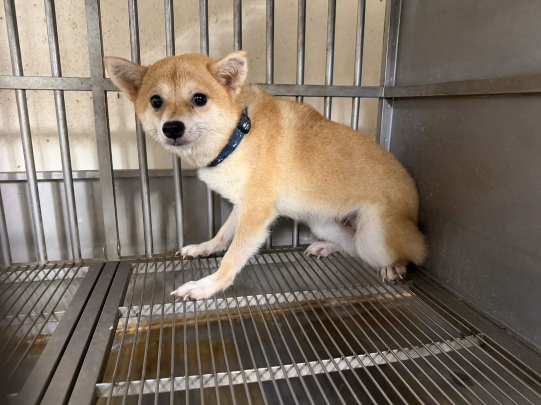 The dog, from the shelter's listing