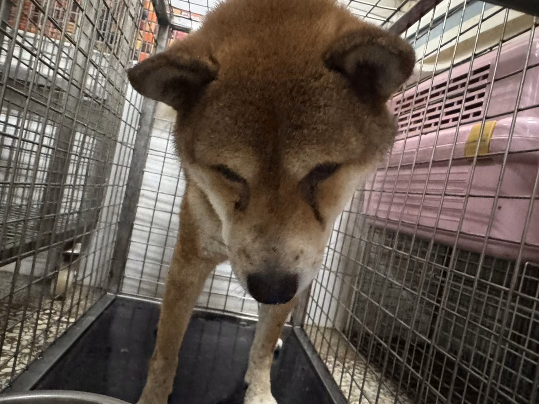 The dog, from the shelter's listing