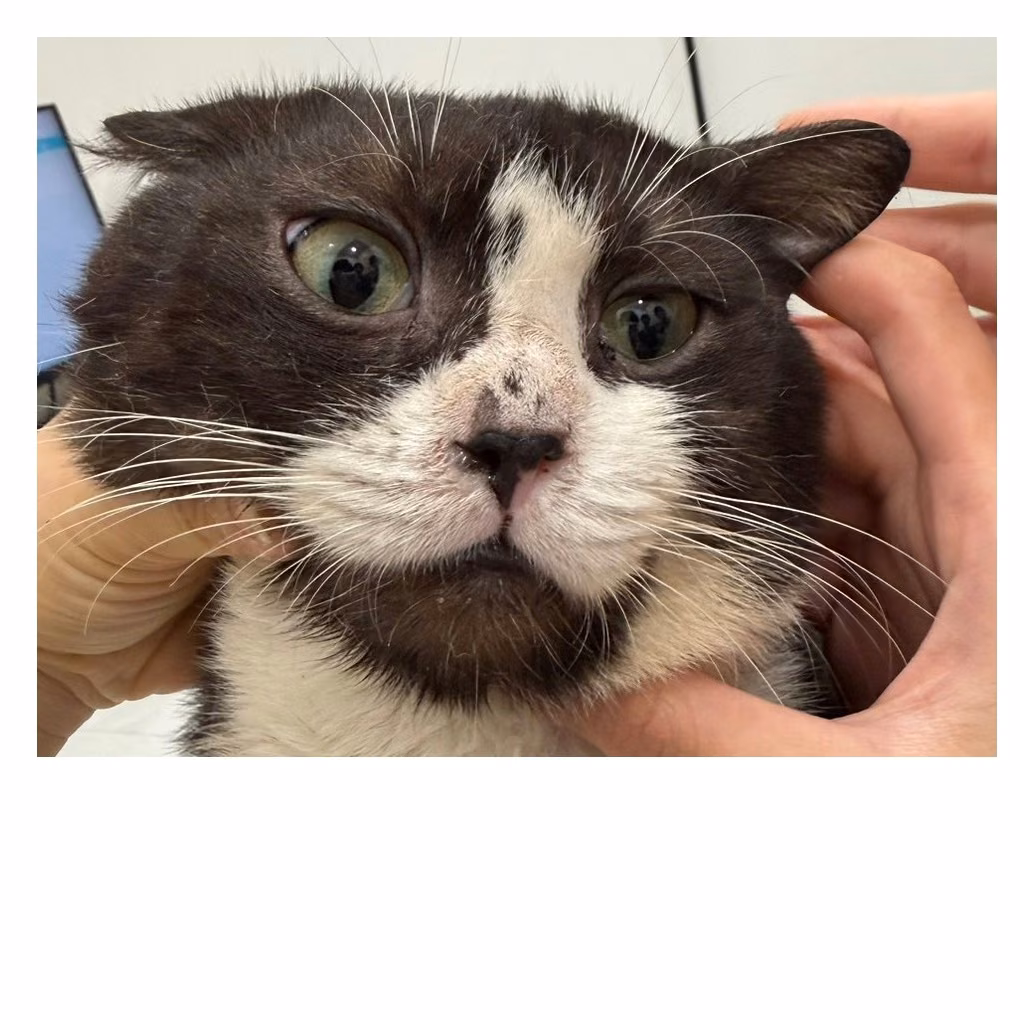 The cat, from the shelter's listing