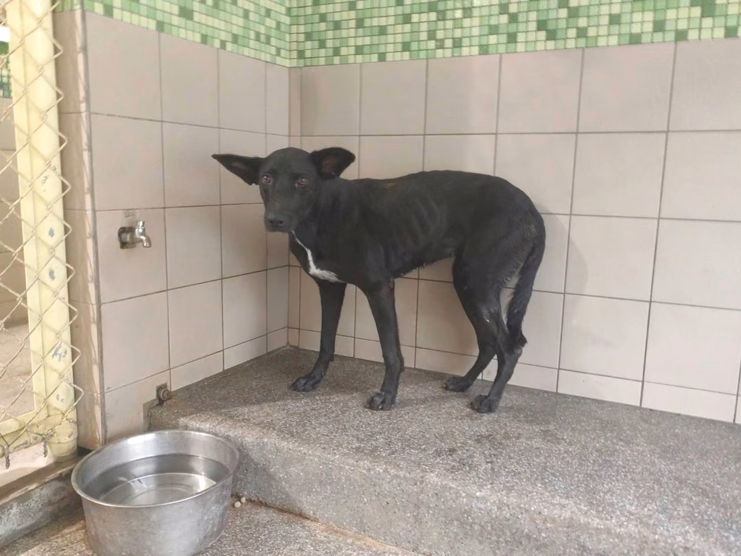The dog, from the shelter's listing