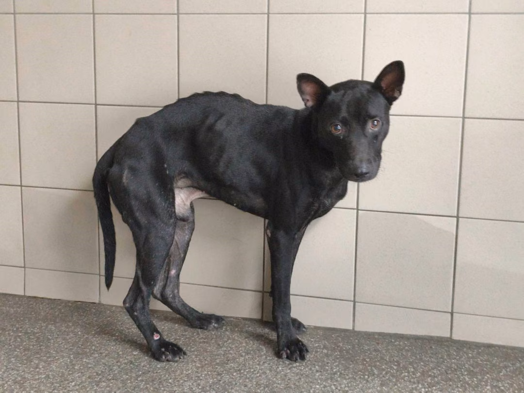 The dog, from the shelter's listing