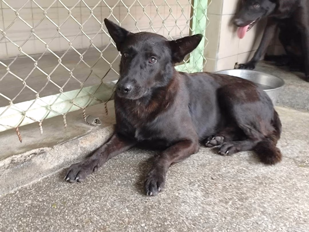 The dog, from the shelter's listing