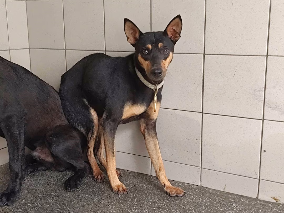 The dog, from the shelter's listing