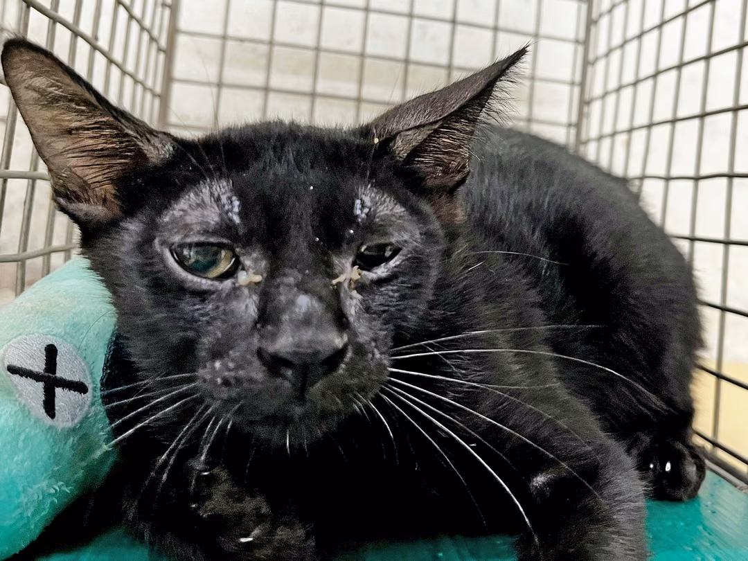 The cat, from the shelter's listing