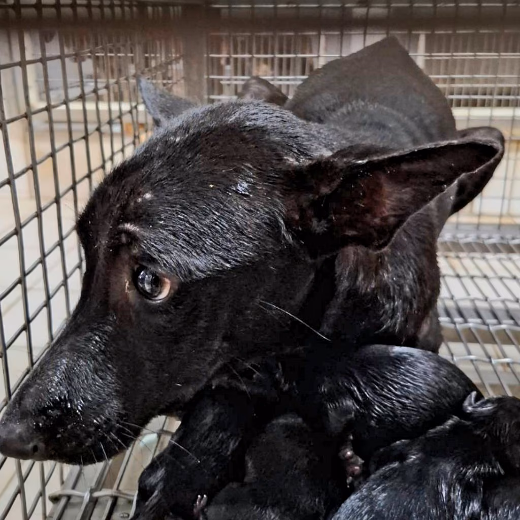 The dog, from the shelter's listing