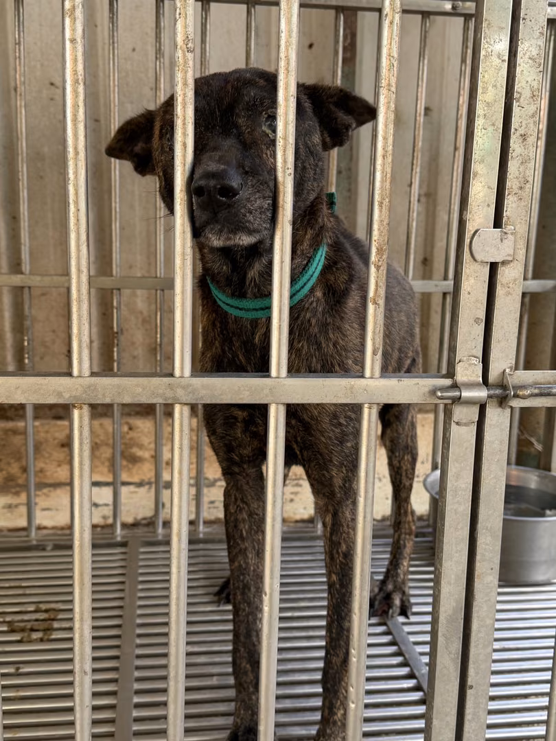 The dog, from the shelter's listing