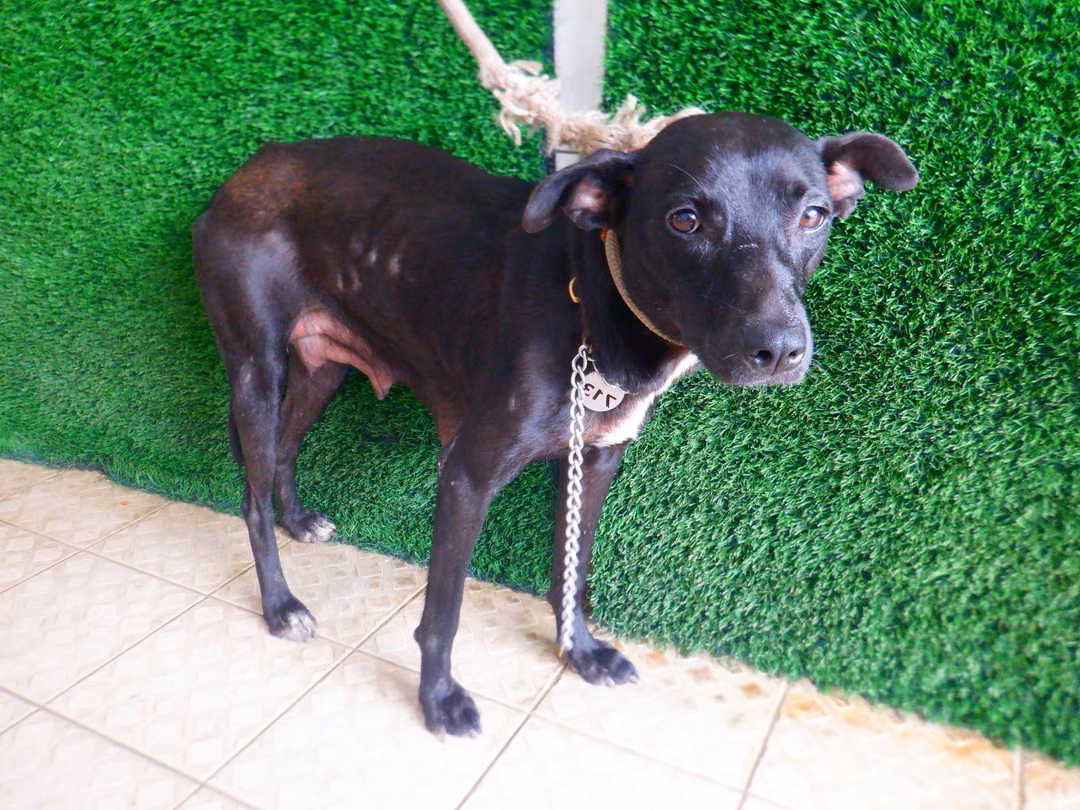 The dog, from the shelter's listing