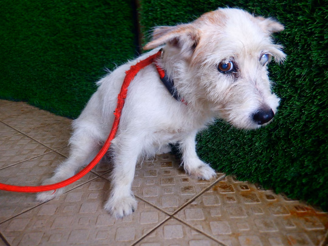 The dog, from the shelter's listing