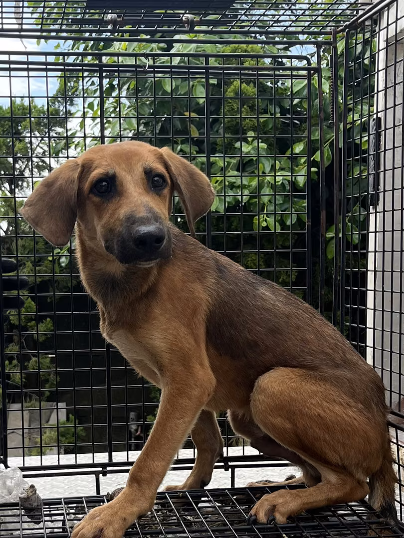 The dog, from the shelter's listing