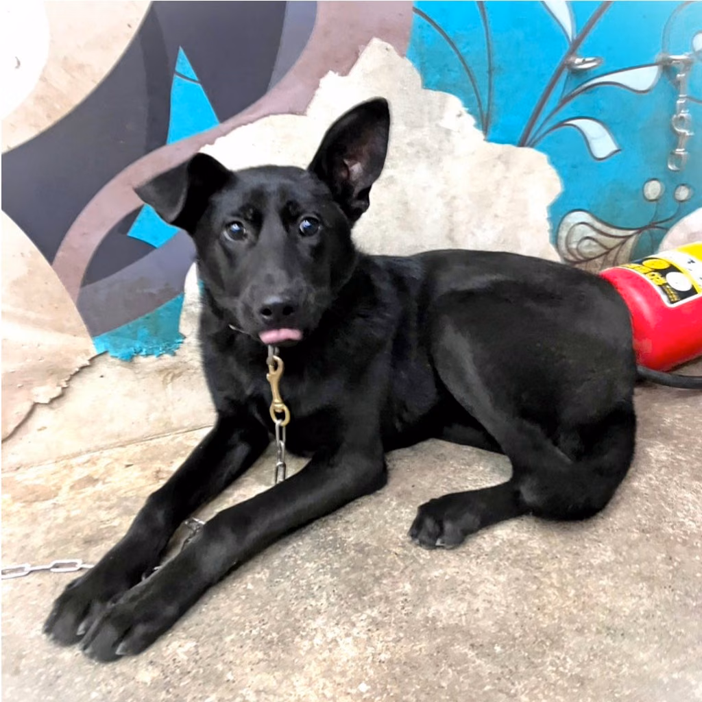The dog, from the shelter's listing