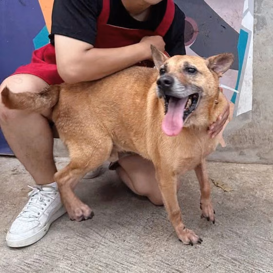 The dog, from the shelter's listing