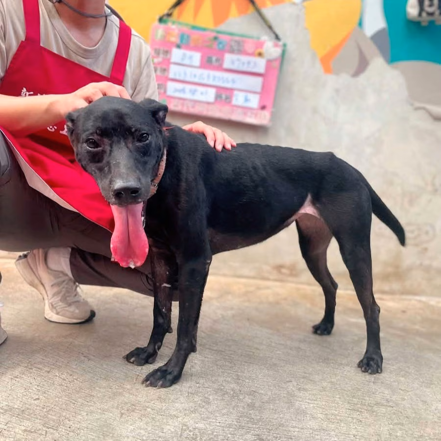 The dog, from the shelter's listing