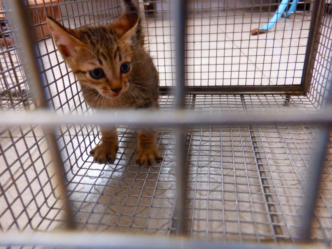 The cat, from the shelter's listing