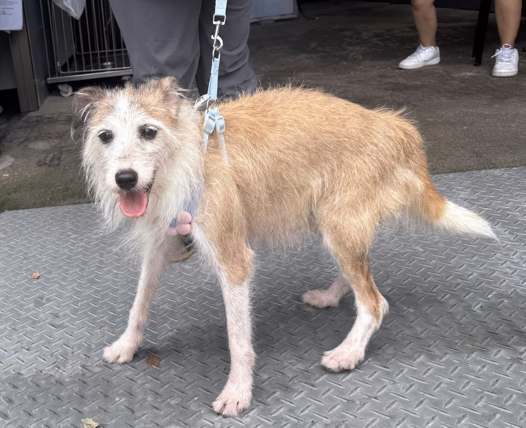 The dog, from the shelter's listing