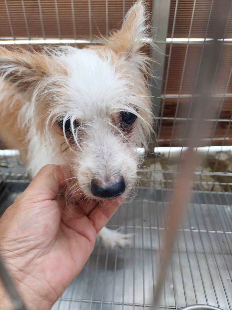 The dog, from the shelter's listing