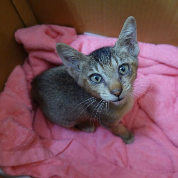 The cat, from the shelter's listing