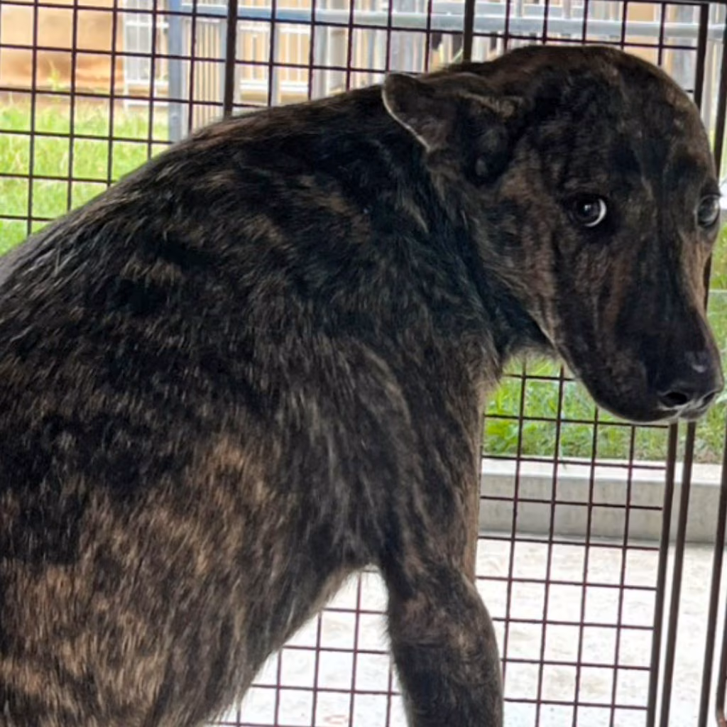 The dog, from the shelter's listing