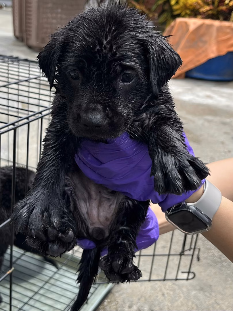 The dog, from the shelter's listing