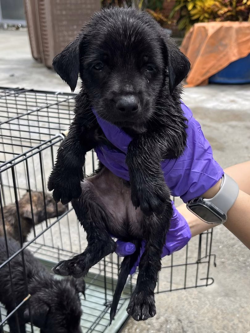 The dog, from the shelter's listing