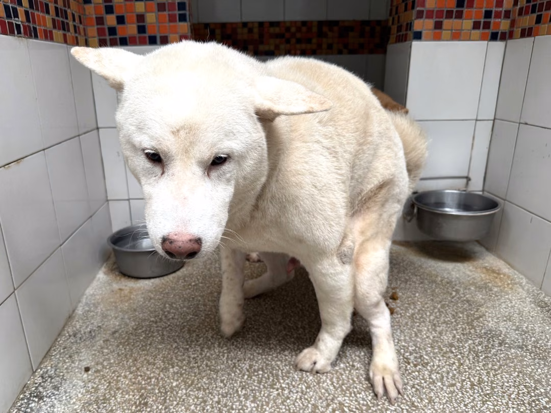 The dog, from the shelter's listing