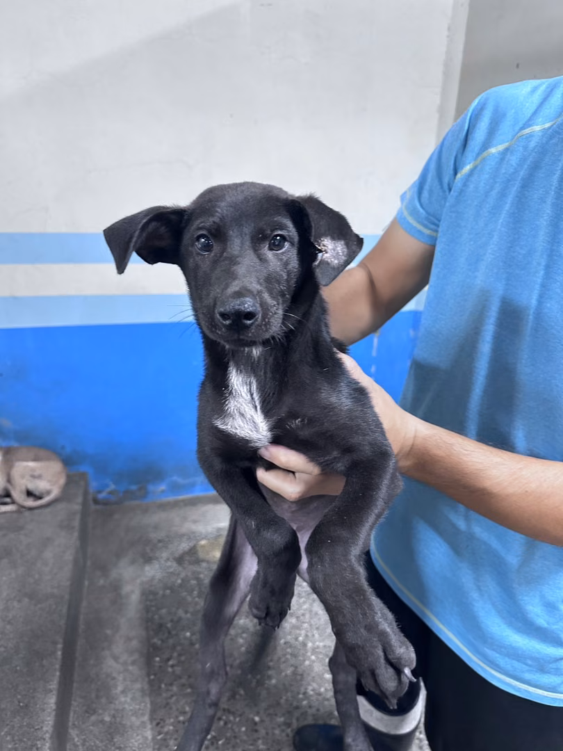 The dog, from the shelter's listing