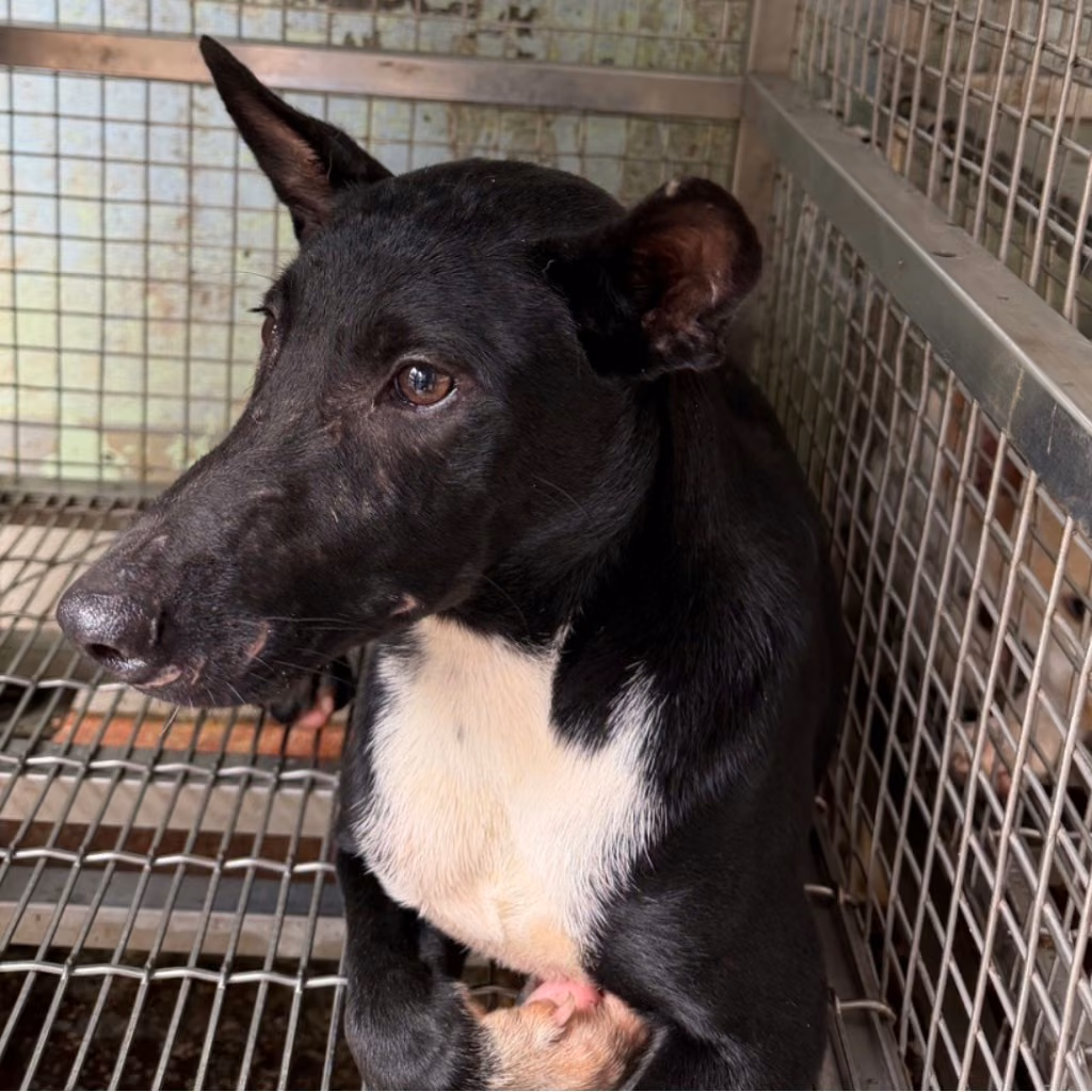 The dog, from the shelter's listing