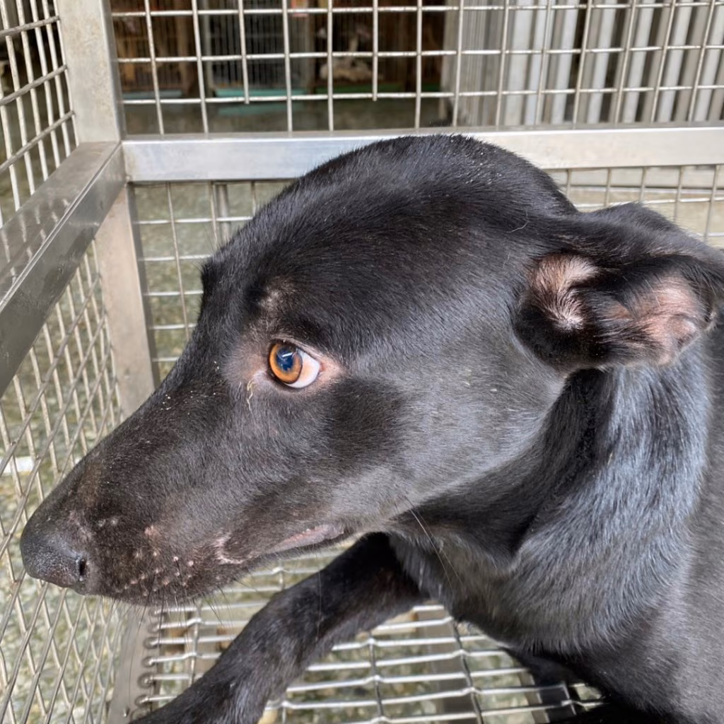 The dog, from the shelter's listing
