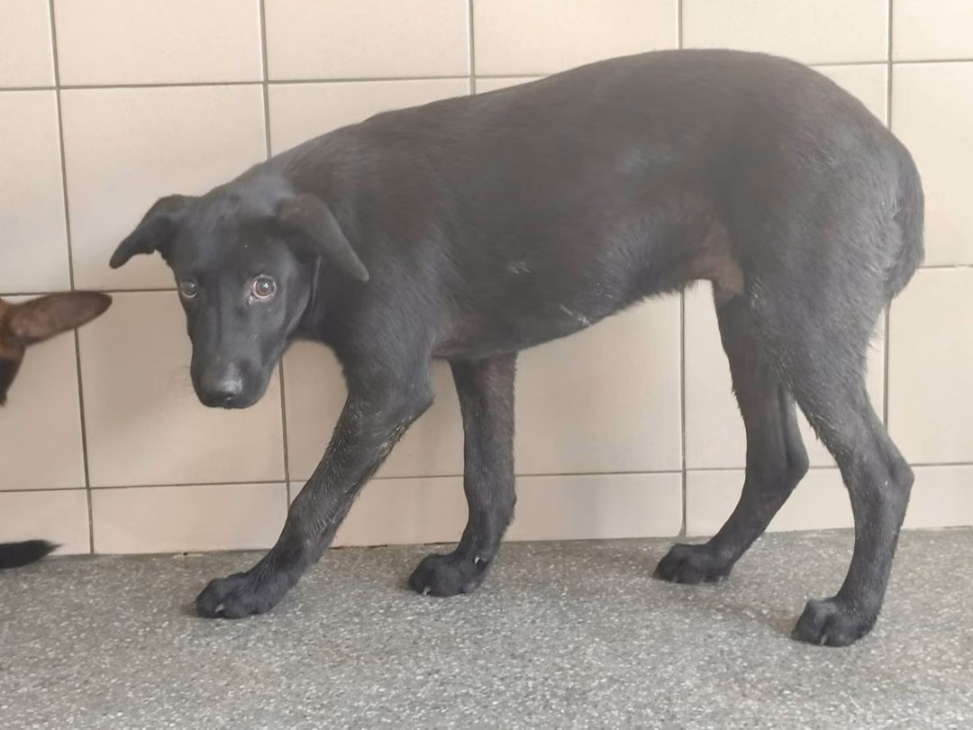 The dog, from the shelter's listing