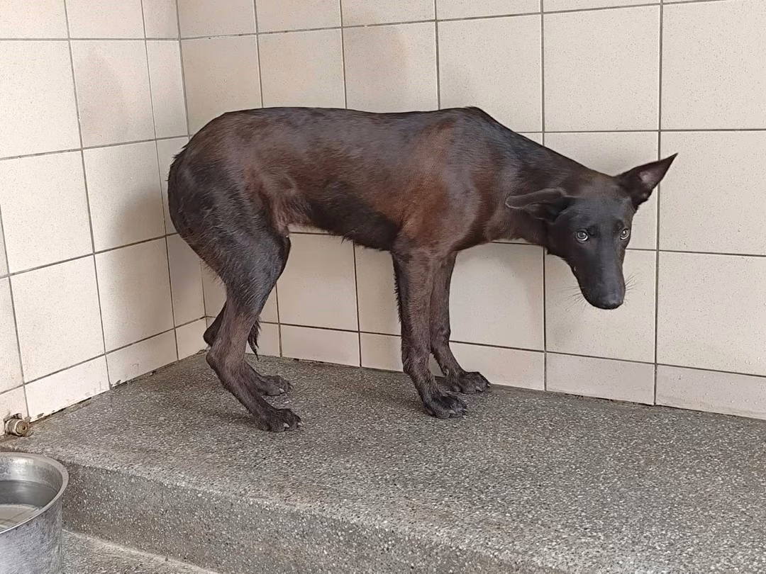 The dog, from the shelter's listing