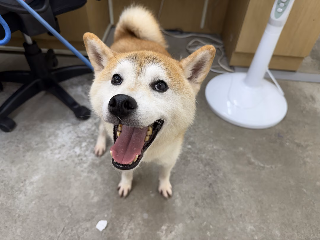 The dog, from the shelter's listing