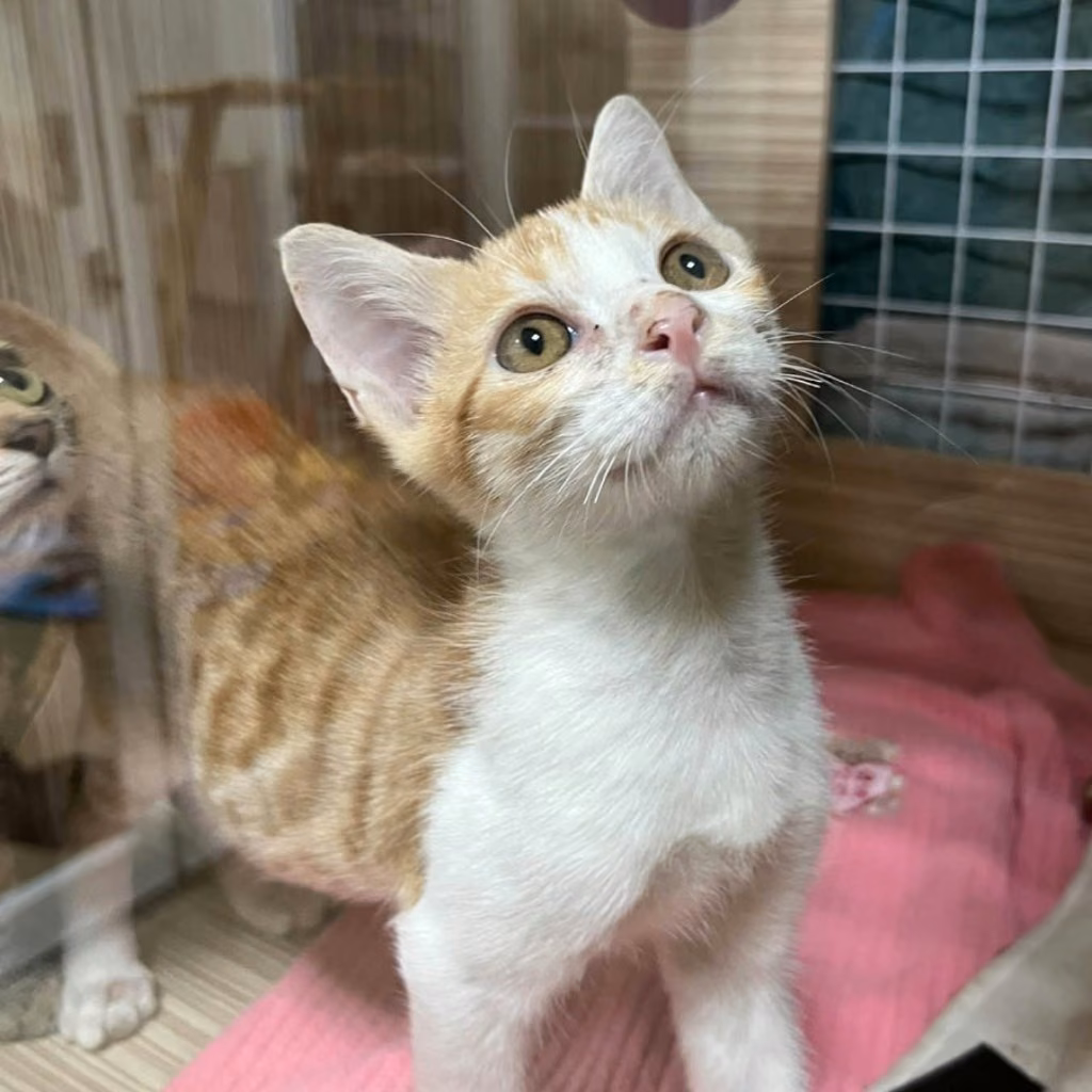 The cat, from the shelter's listing