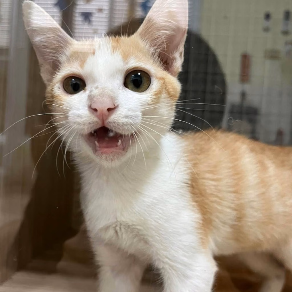 The cat, from the shelter's listing