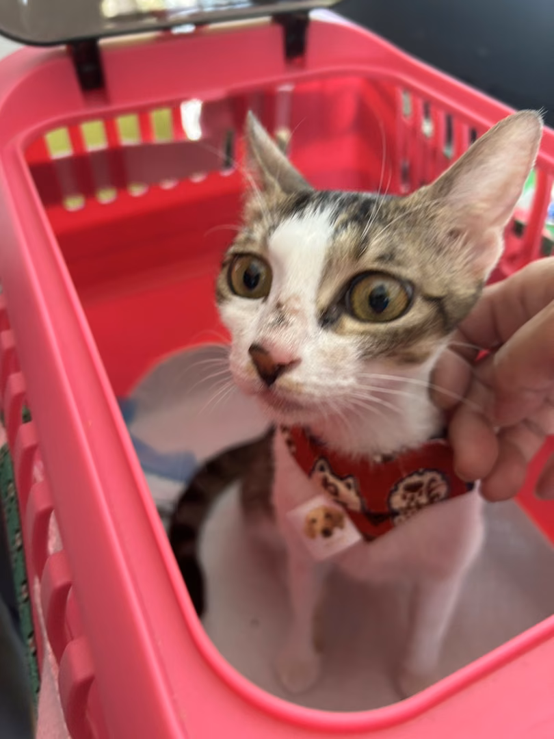 The cat, from the shelter's listing